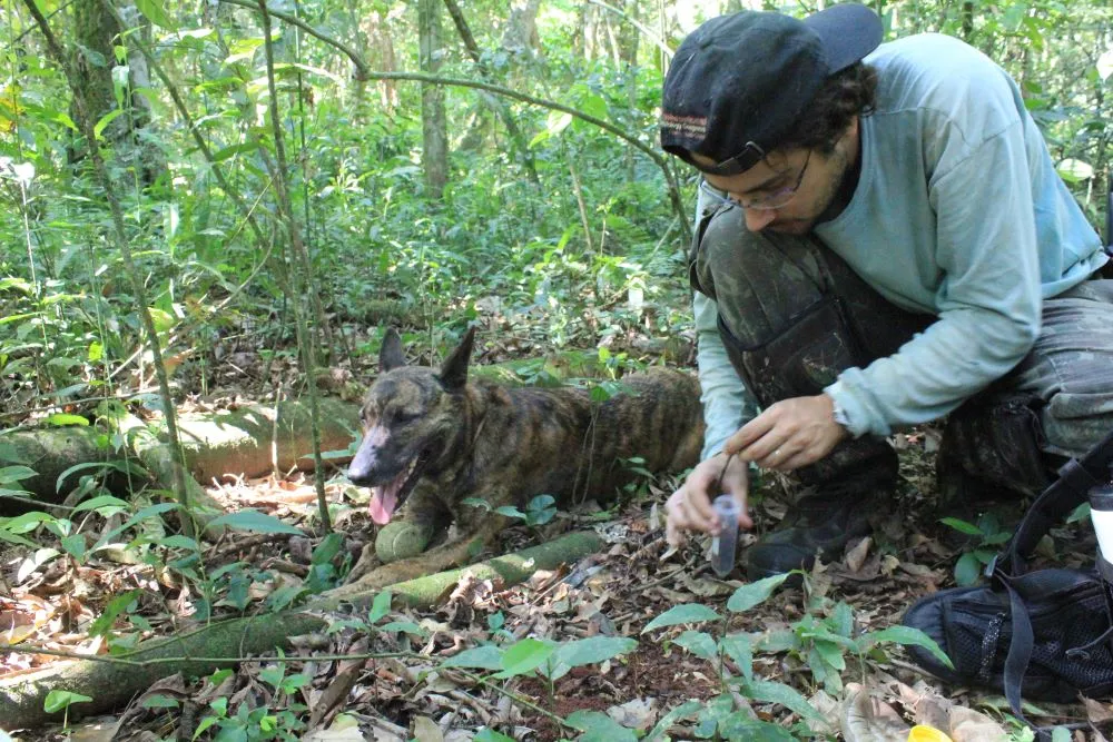 FAUNA NEWS Atividades humanas são fator que mais interfere em densidade de cervídeos na Mata Atlântica