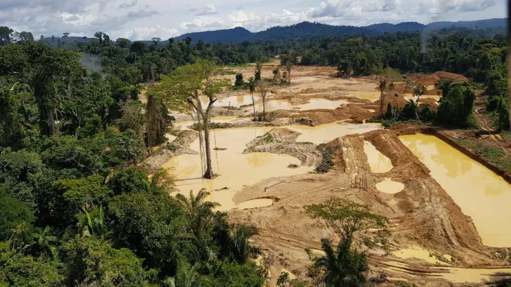 FAUNA NEWS Mais de seis mil onças-pintadas vivem em áreas protegidas na Amazônia