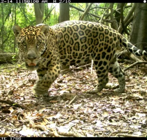 FAUNA NEWS Mais de seis mil onças-pintadas vivem em áreas protegidas na Amazônia