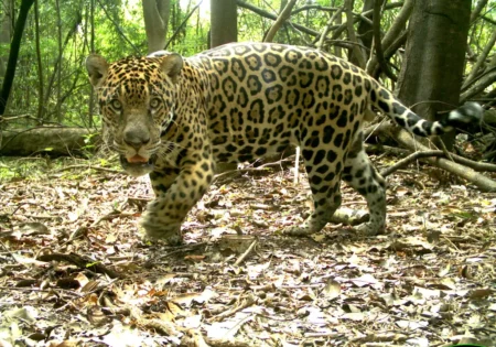 FAUNA NEWS Mais de seis mil onças-pintadas vivem em áreas protegidas na Amazônia