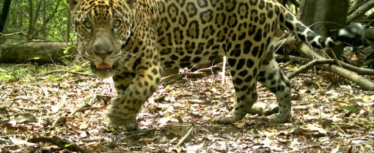 FAUNA NEWS Mais de seis mil onças-pintadas vivem em áreas protegidas na Amazônia