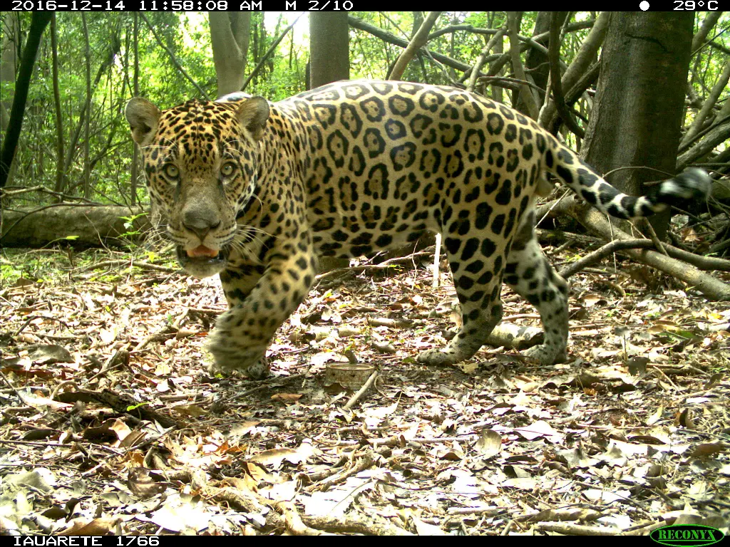 FAUNA NEWS Mais de seis mil onças-pintadas vivem em áreas protegidas na Amazônia