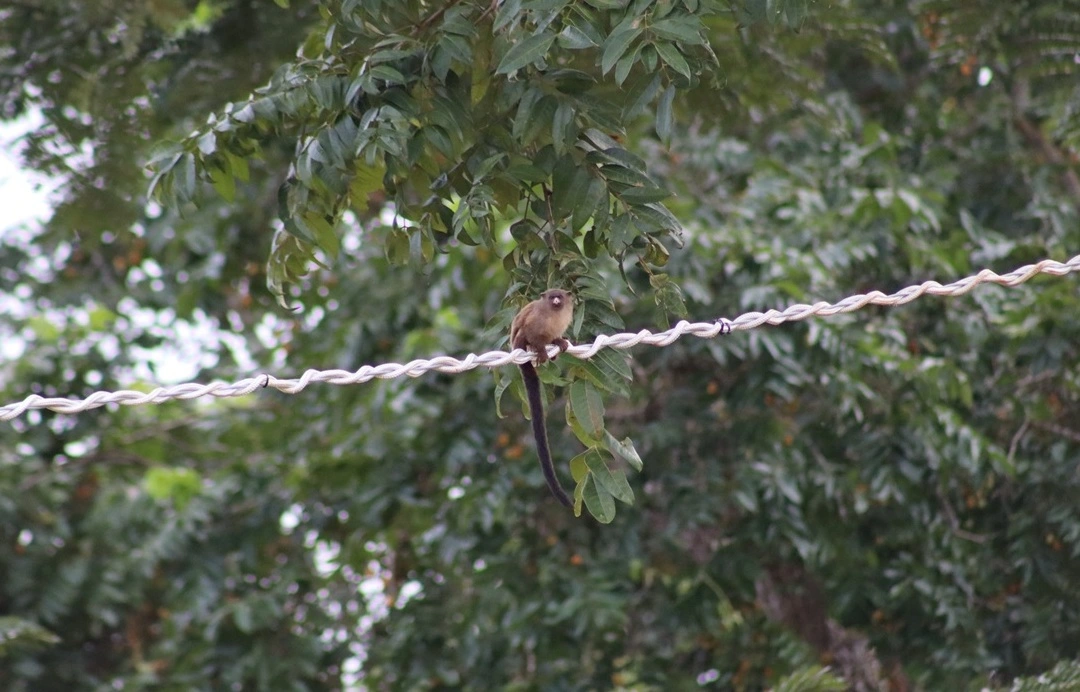 FAUNA NEWS Construção de passagem de fauna em Mato Grosso vai além da conservação