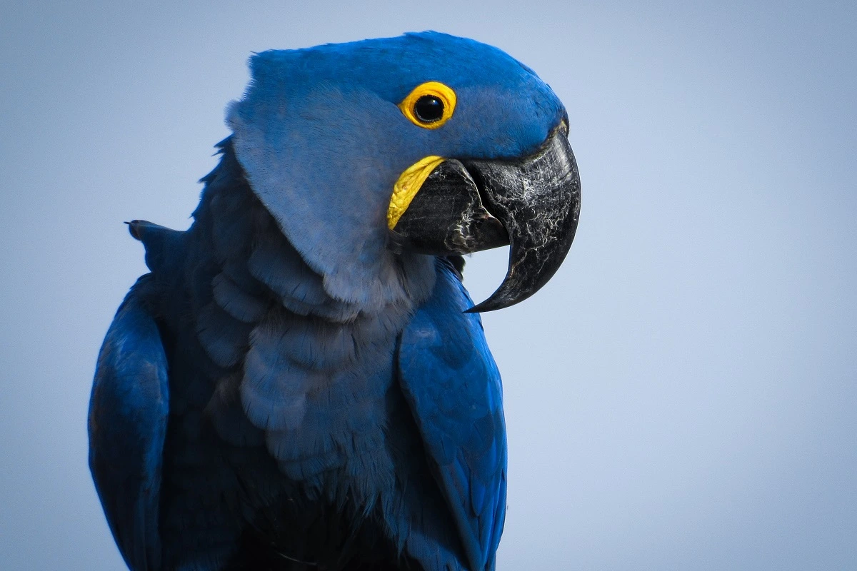 FAUNA NEWS Storytelling na fotografia de vida selvagem