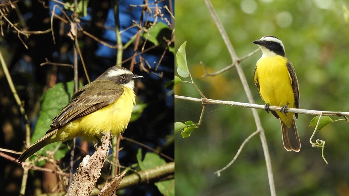 FAUNA NEWS Parece, mas não é! Conheça 7 sósias do popular bem-te-vi