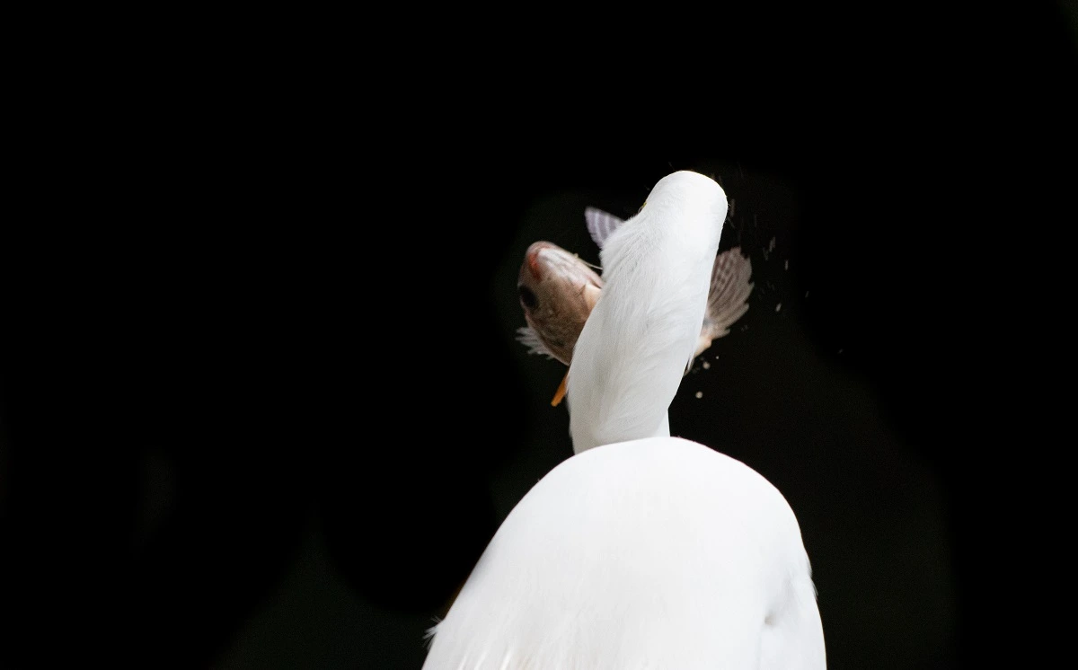 FAUNA NEWS Storytelling na fotografia de vida selvagem