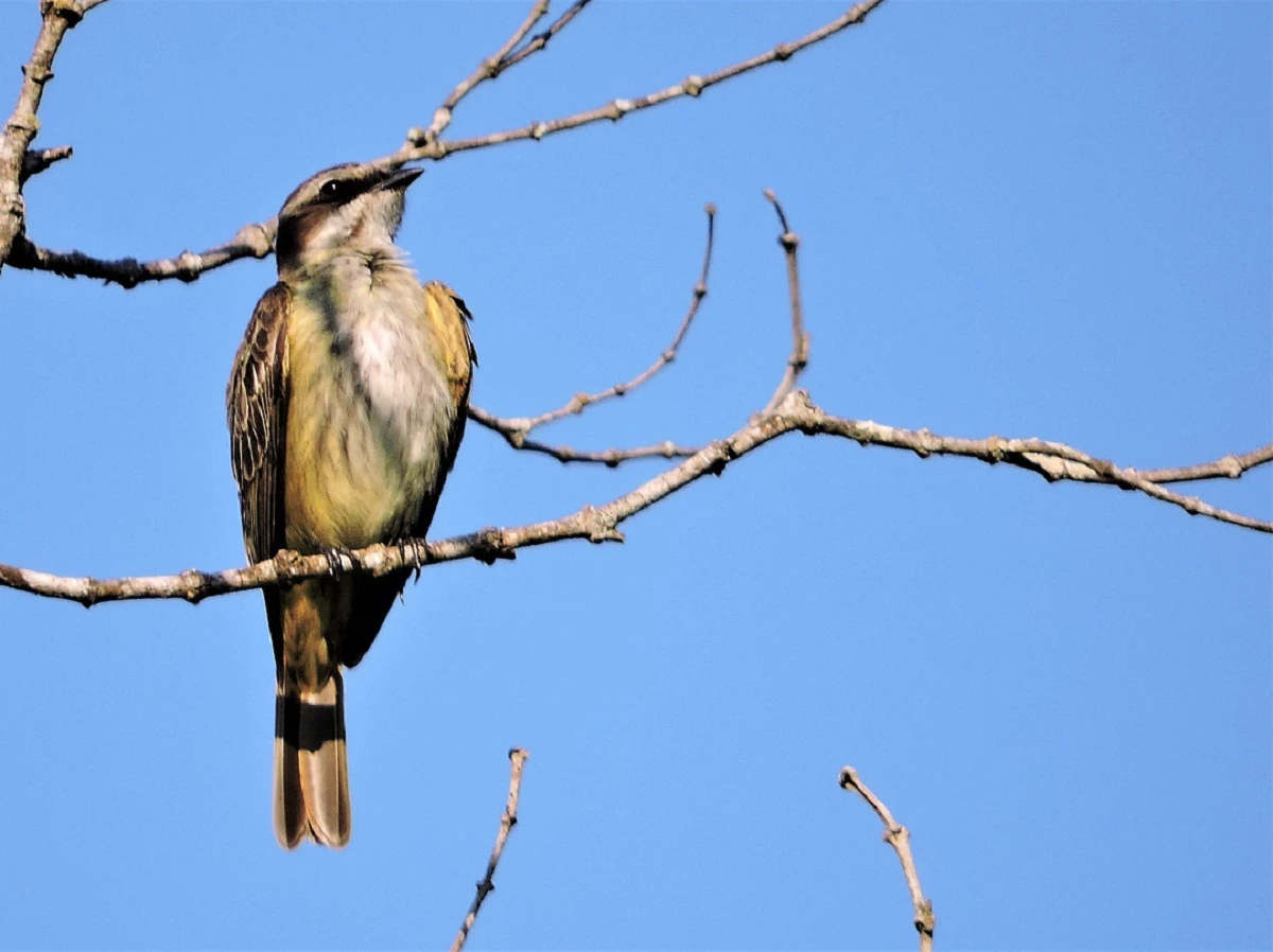 FAUNA NEWS Parece, mas não é! Conheça 7 sósias do popular bem-te-vi