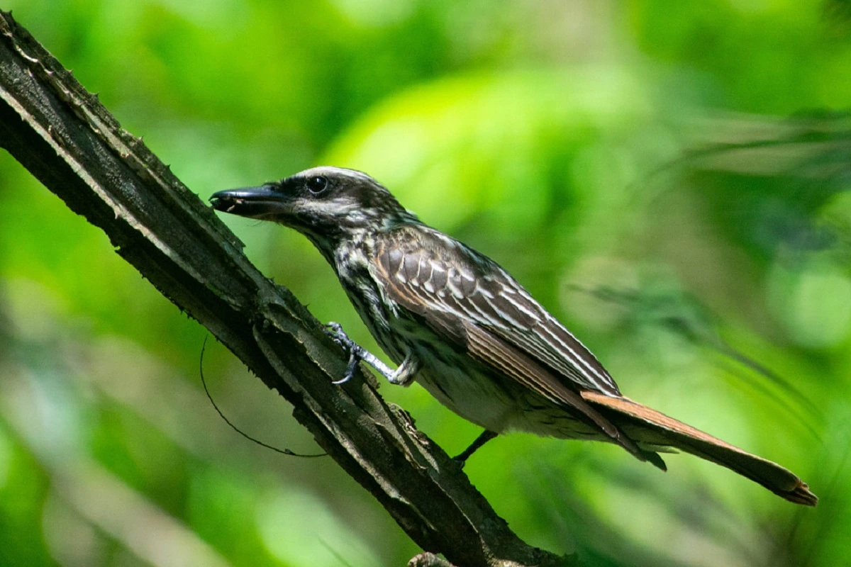 FAUNA NEWS Parece, mas não é! Conheça 7 sósias do popular bem-te-vi