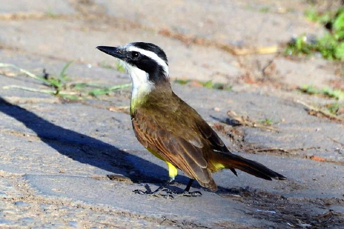 FAUNA NEWS Parece, mas não é! Conheça sete sósias do popular bem-te-vi
