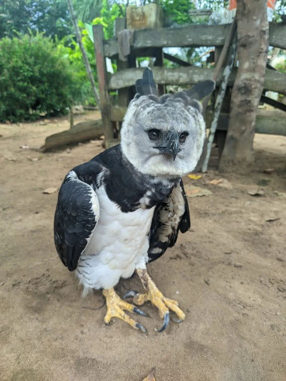FAUNA NEWS Gavião-real é resgatado com fratura no Amazonas