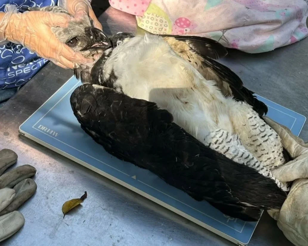 FAUNA NEWS Gavião-real é resgatado com fratura no Amazonas
