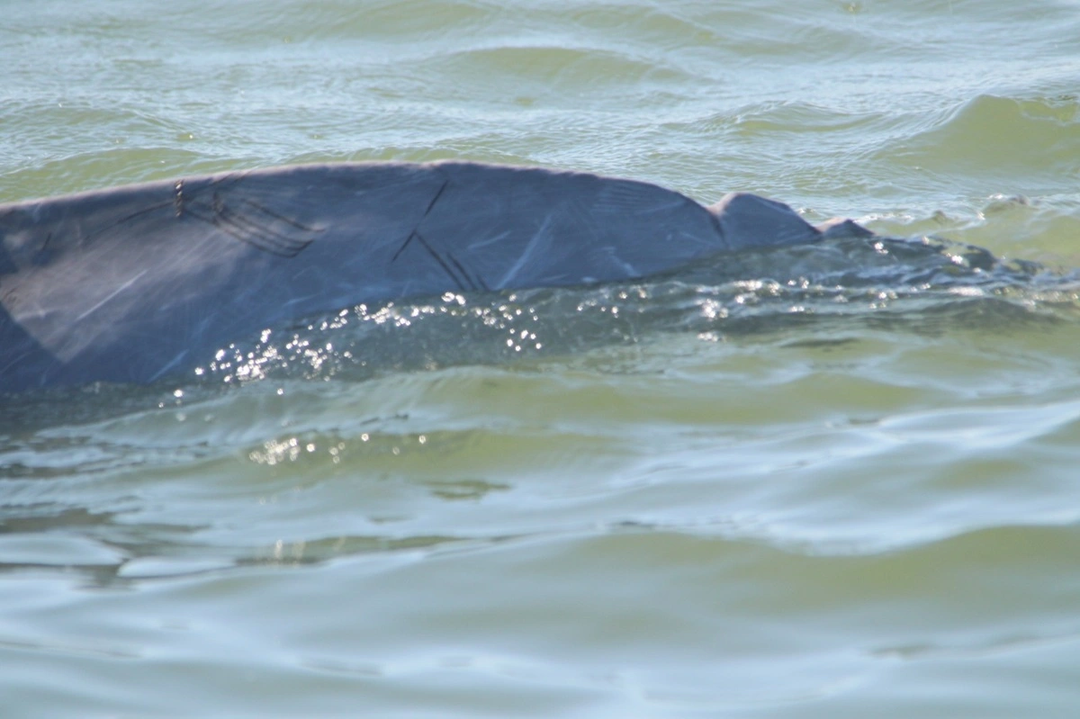 FAUNA NEWS Transporte aquaviário: desafio em áreas protegidas