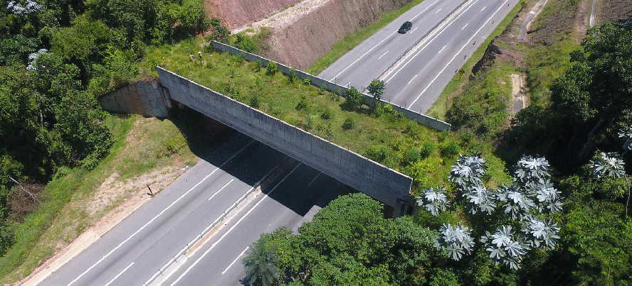 FAUNA NEWS Predizendo riscos, protegendo vidas: a modelagem de conectividade na gestão de rodovias