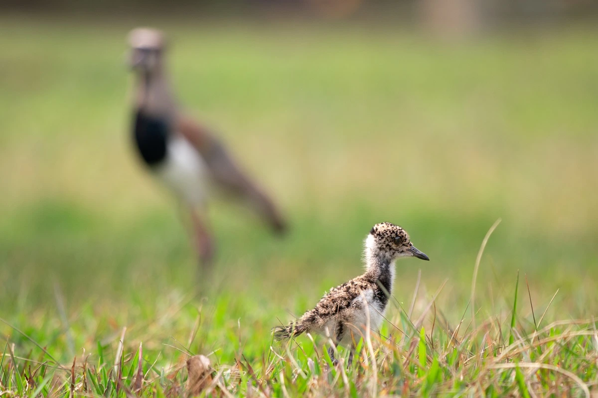 FAUNA NEWS Storytelling na fotografia de vida selvagem