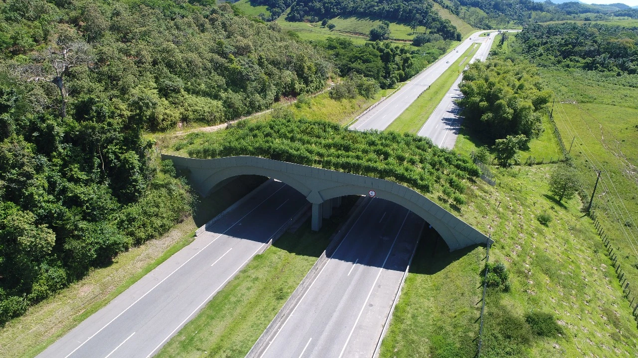 FAUNA NEWS Onça-parda utiliza viaduto vegetado sobre rodovia no Rio de Janeiro