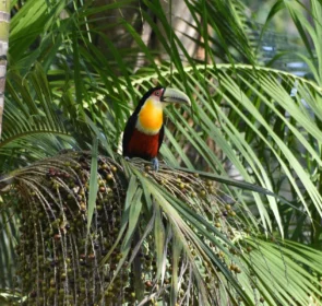 FAUNA NEWS Entre certezas e surpresas: saiba pássaros você pode esperar avistar em um local