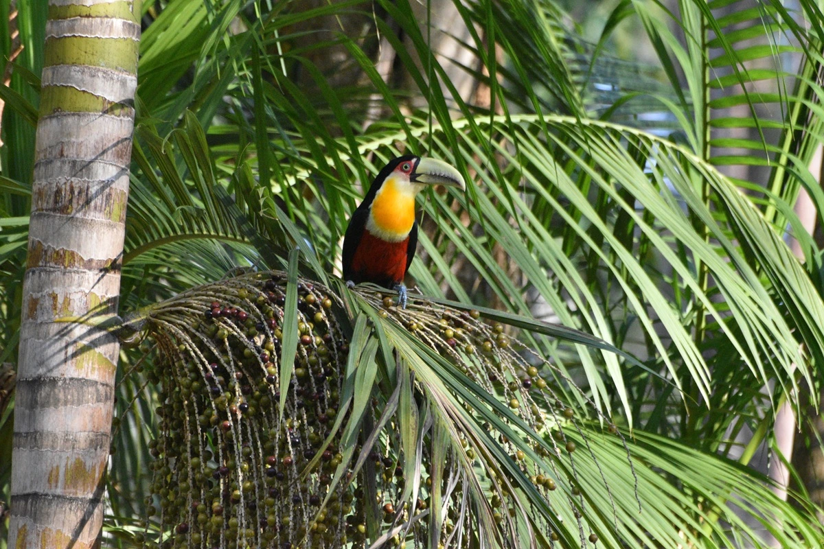FAUNA NEWS Entre certezas e surpresas: saiba pássaros você pode esperar avistar em um local