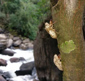 FAUNA NEWS Até qualquer dia, a gente se vê por aí