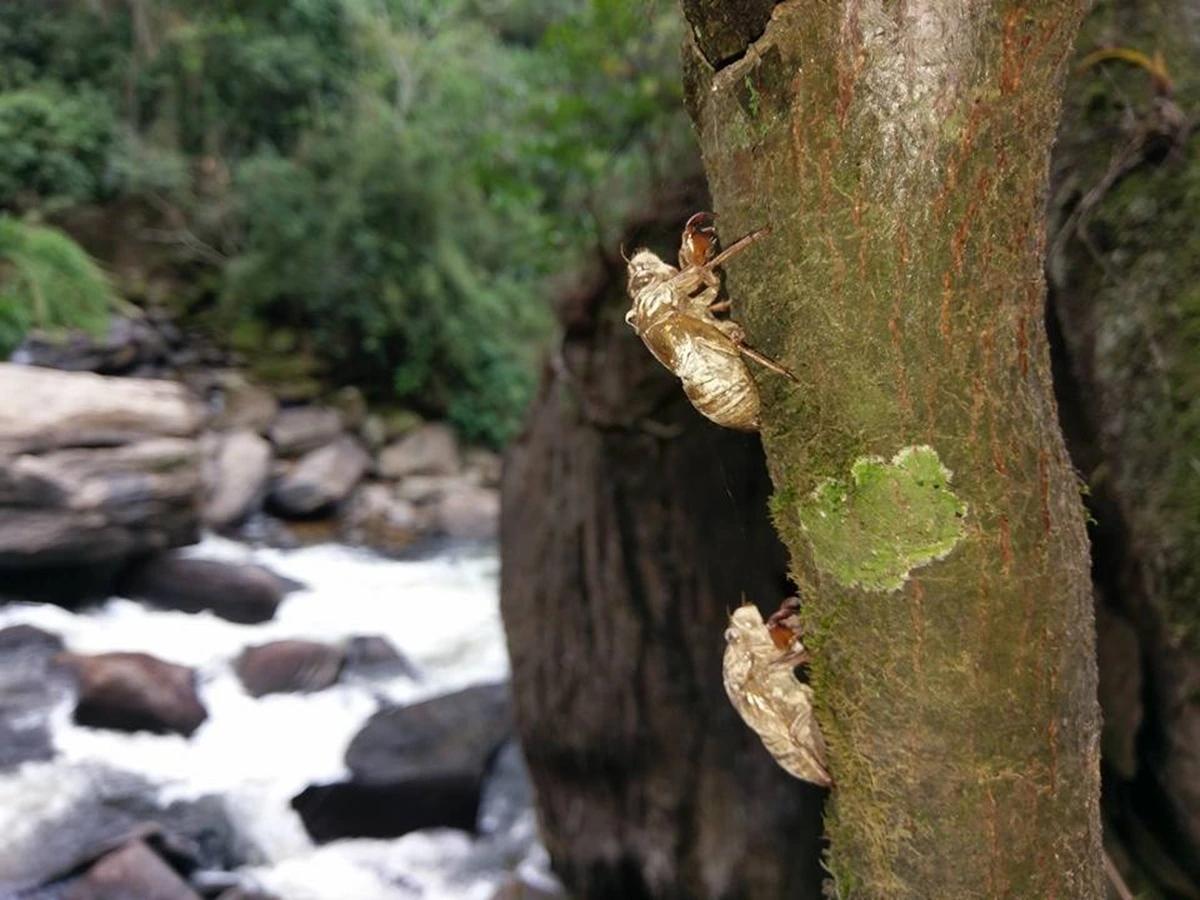 FAUNA NEWS Até qualquer dia, a gente se vê por aí