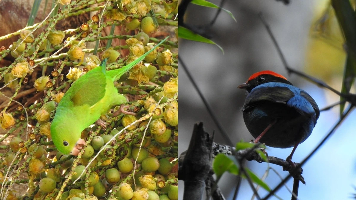 FAUNA NEWS Entre certezas e surpresas: saiba pássaros você pode esperar avistar em um local