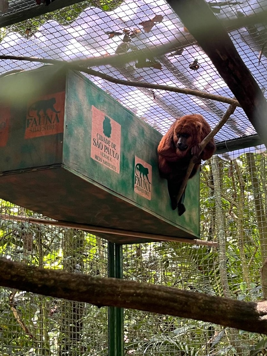 FAUNA NEWS Soltura e monitoramento de bugios na cidade de São Paulo