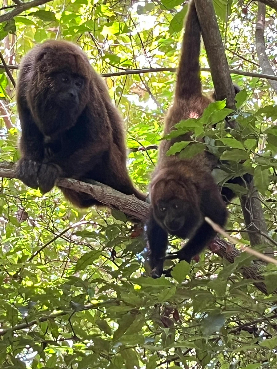 FAUNA NEWS Soltura e monitoramento de bugios na cidade de São Paulo