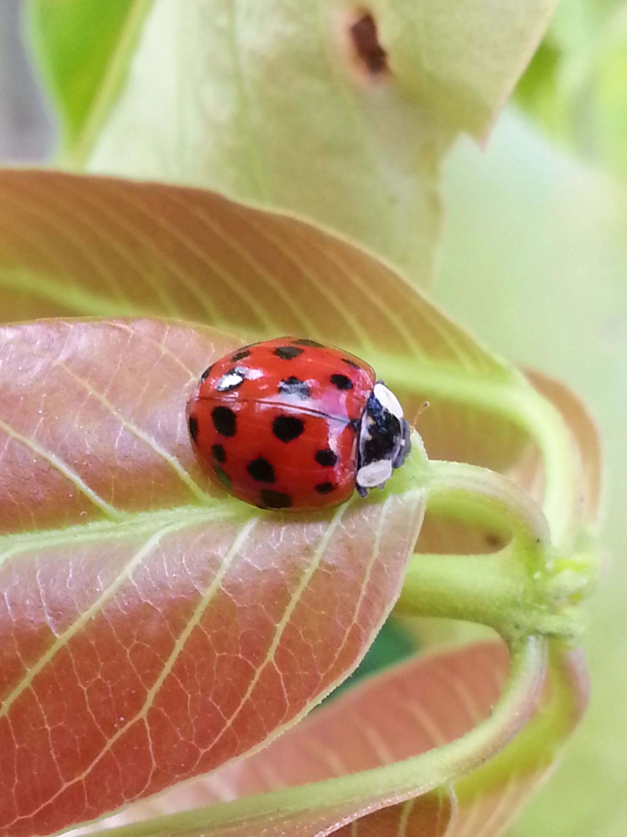 FAUNA NEWS Até qualquer dia, a gente se vê por aí