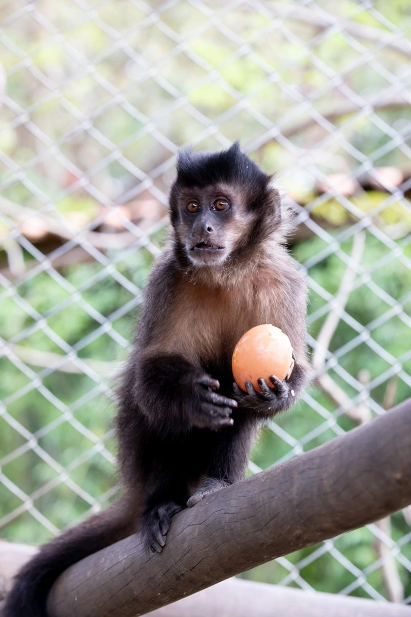 FAUNA NEWS O desafio silencioso: dificuldades das instituições que lutam para dar uma segunda chance aos animais silvestres