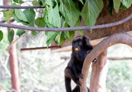 FAUNA NEWS O desafio silencioso: dificuldades das instituições que lutam para dar uma segunda chance aos animais silvestres