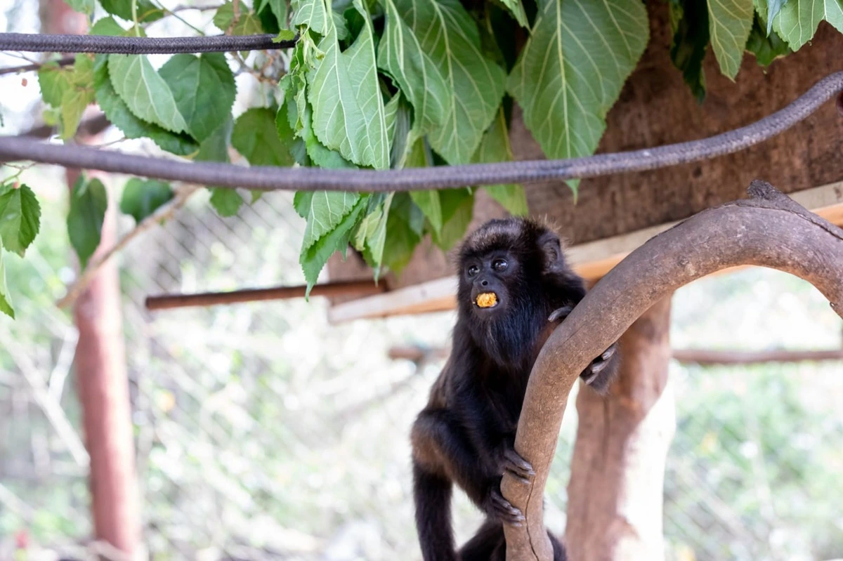 FAUNA NEWS O desafio silencioso: dificuldades das instituições que lutam para dar uma segunda chance aos animais silvestres