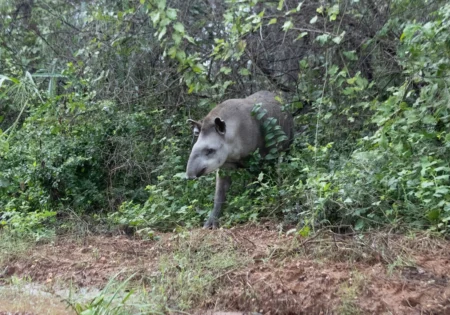 FAUNA NEWS Anta resgatada de incêndio no Pantanal retorna à natureza após oito meses