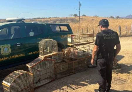 FAIUNA NEWS O concurso material nos crimes contra a fauna