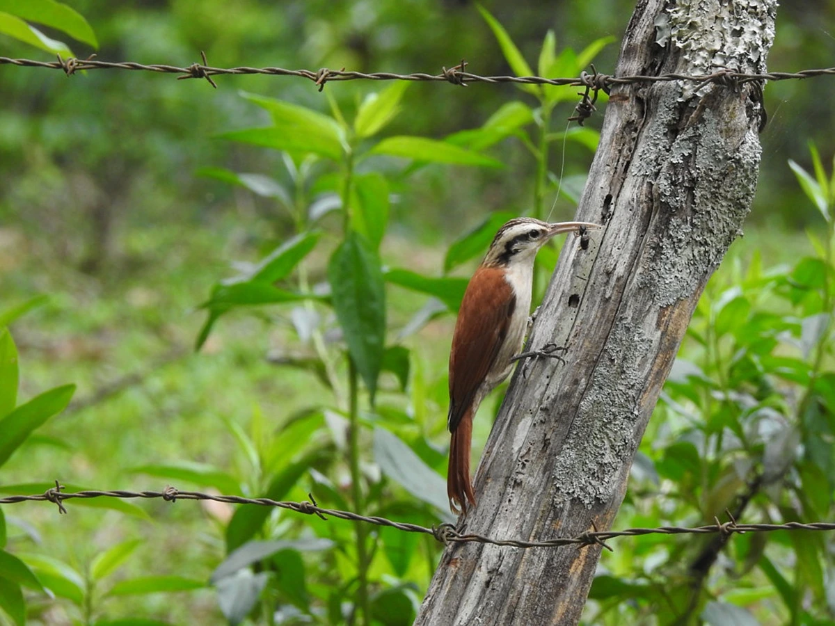 FAUNA NEWS Entre certezas e surpresas: saiba pássaros você pode esperar avistar em um local