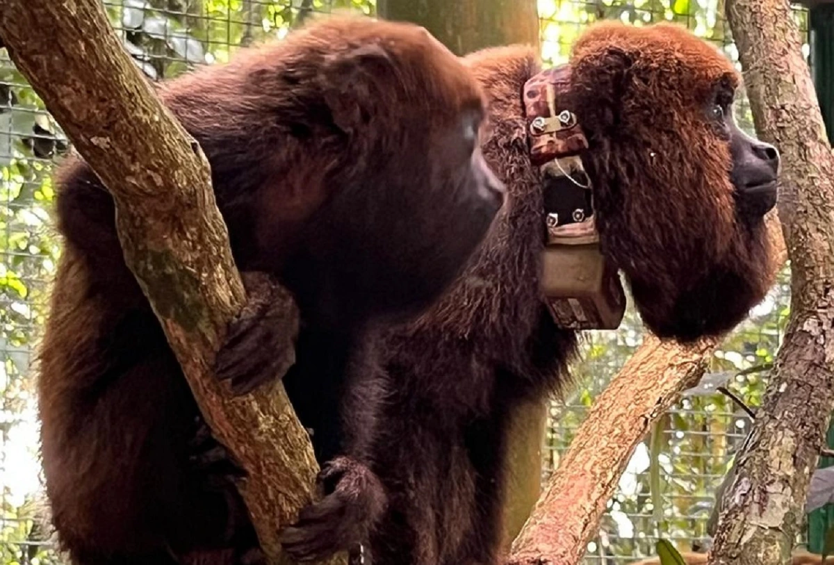 FAUNA NEWS Soltura e monitoramento de bugios na cidade de São Paulo