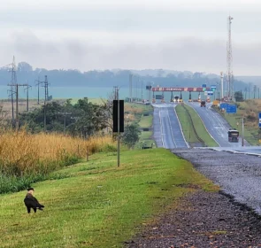 FAUNA NEWS Aves mais agressivas e fisicamente afetadas pelo ruído do tráfego?