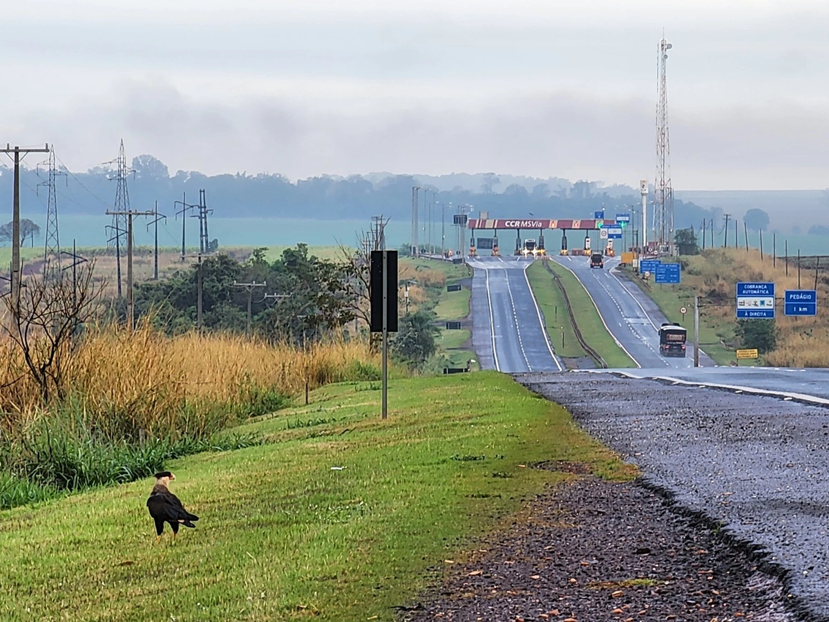 FAUNA NEWS Aves mais agressivas e fisicamente afetadas pelo ruído do tráfego?