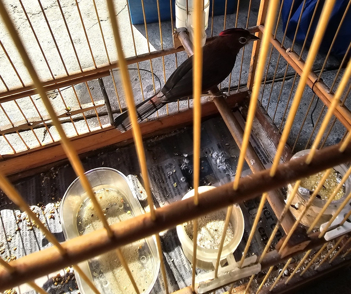 FAUNA NEWS PM Ambiental apreende aves sem registro com criador cadastrado em São Paulo (SP)