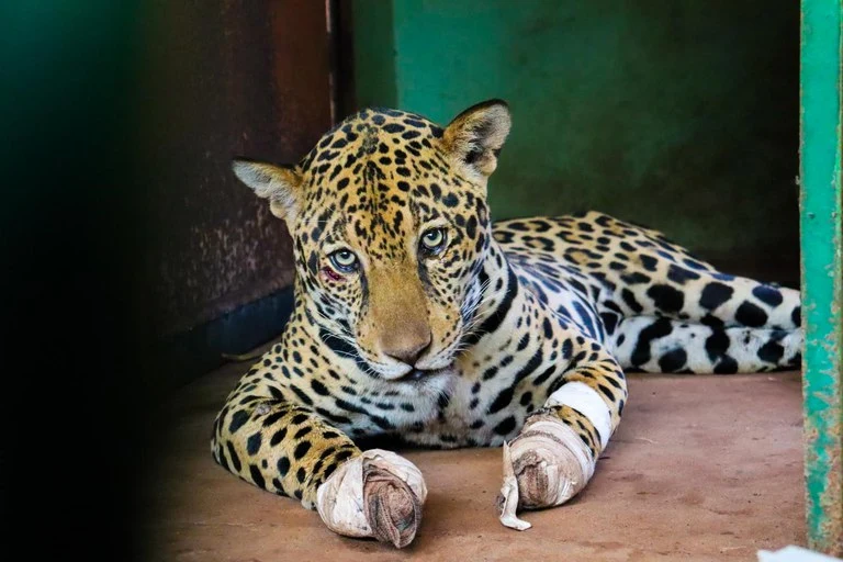 FAUNA NEWS Ações para proteção dos animais em desastres: entenda essa questão