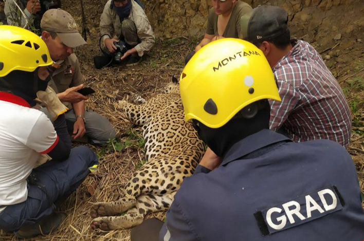 FAUNA NEWS Ações para proteção dos animais em desastres: entenda essa questão