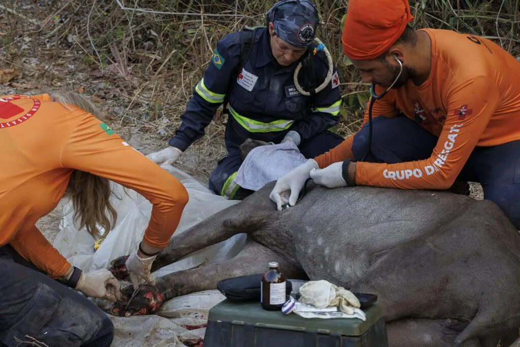 FAUNA NEWS Ações para proteção dos animais em desastres: entenda essa questão