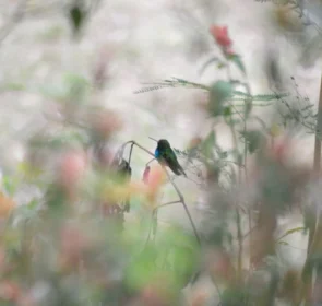 FAUNA NEWS A diminuição de áreas verdes em São Paulo (SP) e seus impactos para a avifauna