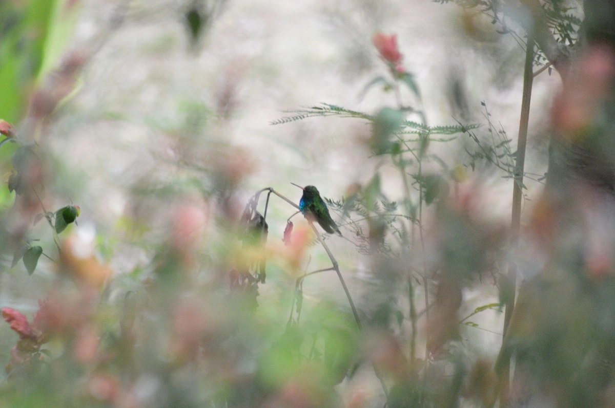 FAUNA NEWS A diminuição de áreas verdes em São Paulo (SP) e seus impactos para a avifauna