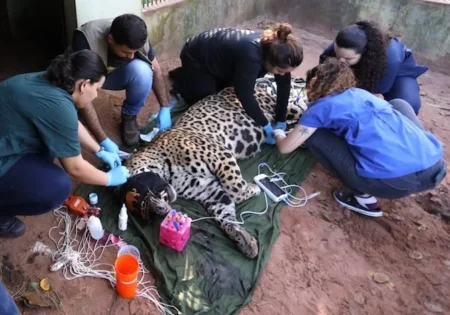 FAUNA NEWS Onça-pintada que matou caseiro no Pantanal é transferida para SP