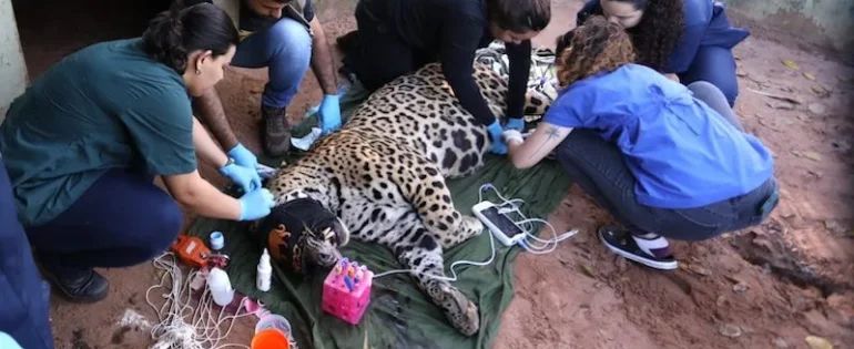 FAUNA NEWS Onça-pintada que matou caseiro no Pantanal é transferida para SP