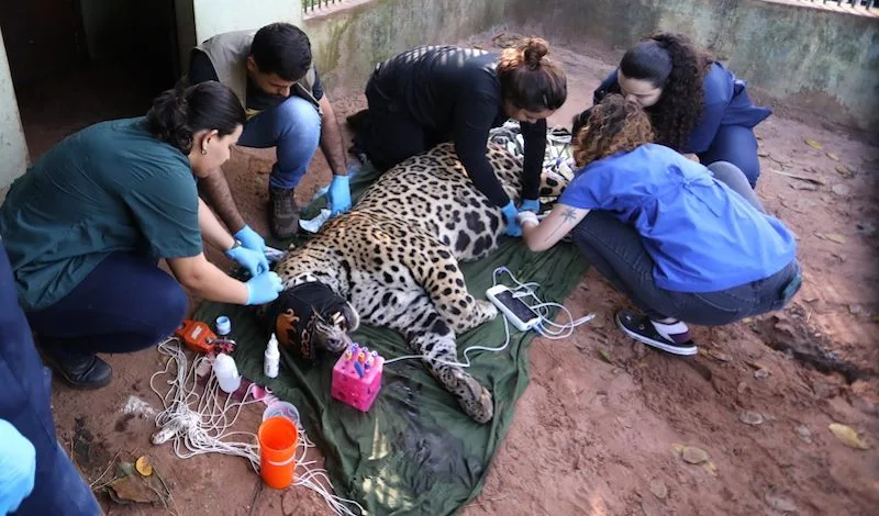 FAUNA NEWS Onça-pintada que matou caseiro no Pantanal é transferida para SP