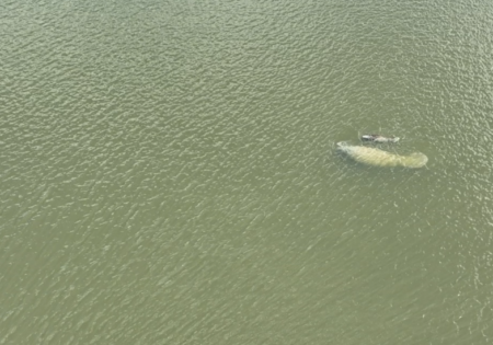 FAUNA NEWS Expedição estuda peixes-boi-marinhos nas águas turvas da APA Delta do Parnaíba