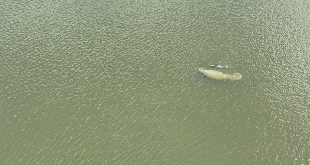 FAUNA NEWS Expedição estuda peixes-boi-marinhos nas águas turvas da APA Delta do Parnaíba