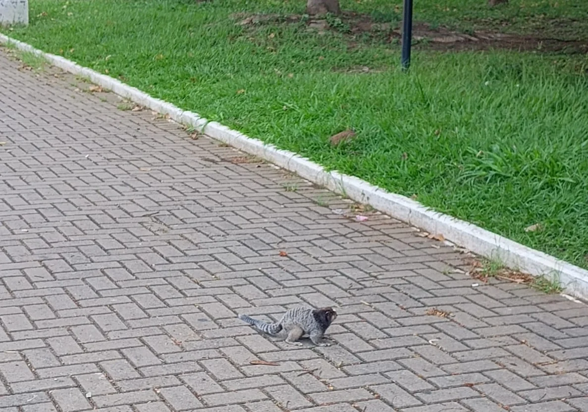 FAUNA NEWS Lixo e veneno: animais silvestres de praça de Taubaté (SP) correm risco de vida