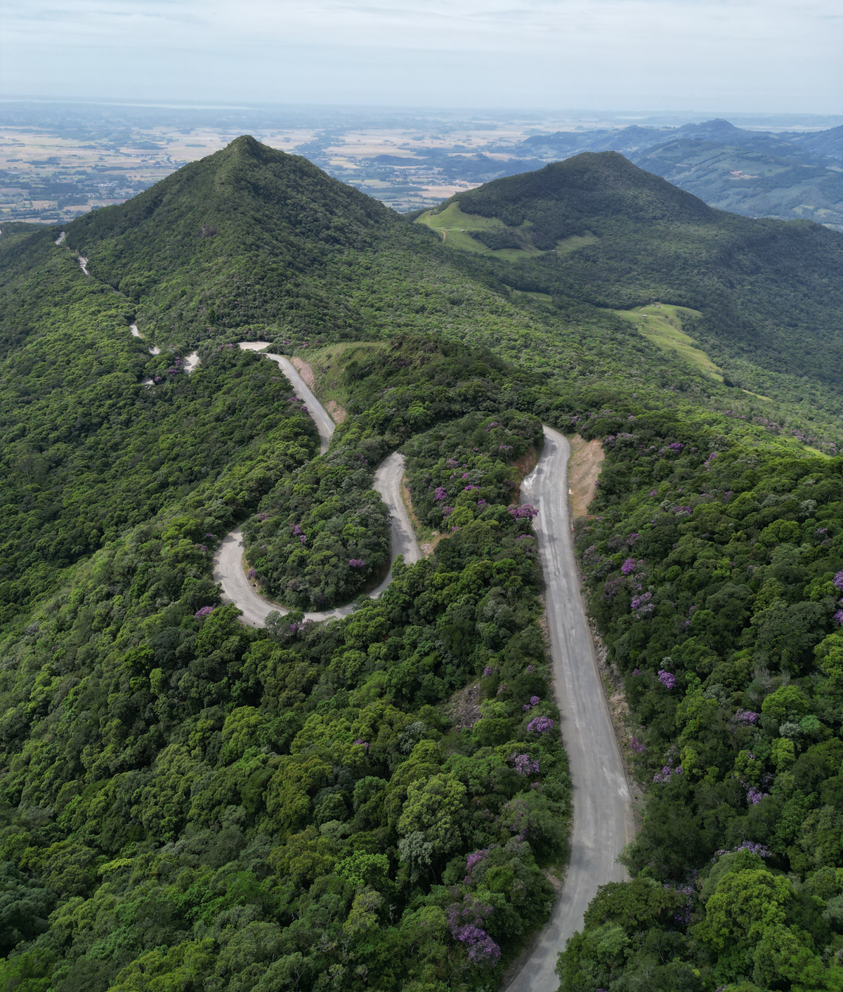 FAUNA NEWS Estudos em rodovias podem revelar grandes descobertas de pequenos mundos: o caso do veado-mão-curta