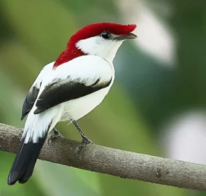 FAUNA NEWS Consulta pública debaterá criação de refúgio para soldadinho-do-araripe